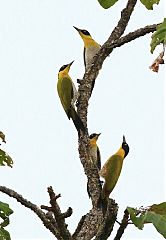 Black-headed Woodpecker